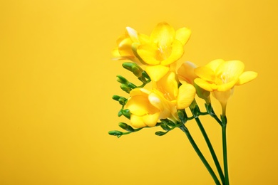 Photo of Beautiful freesia flowers on color background