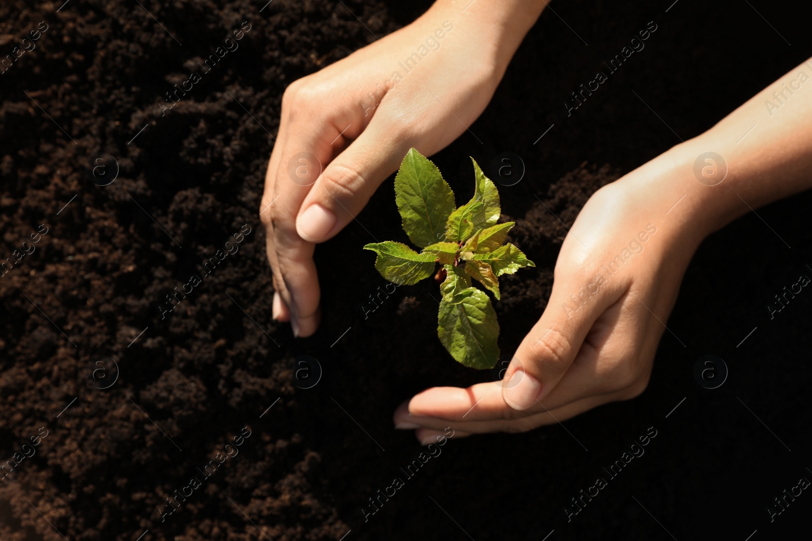 Photo of Woman planting young tree in soil, top view