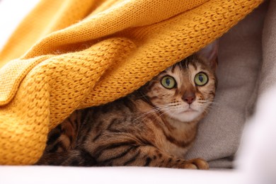 Photo of Cute Bengal cat lying on sofa at home, closeup. Adorable pet