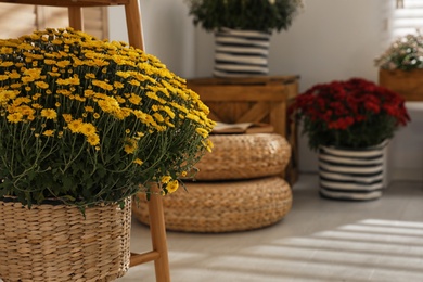 Photo of Beautiful blooming chrysanthemum flowers in wicker pot indoors, space for text. Stylish interior element