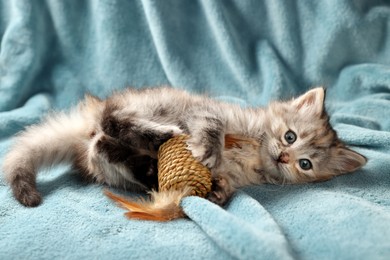 Cute kitten playing with toy on light blue blanket