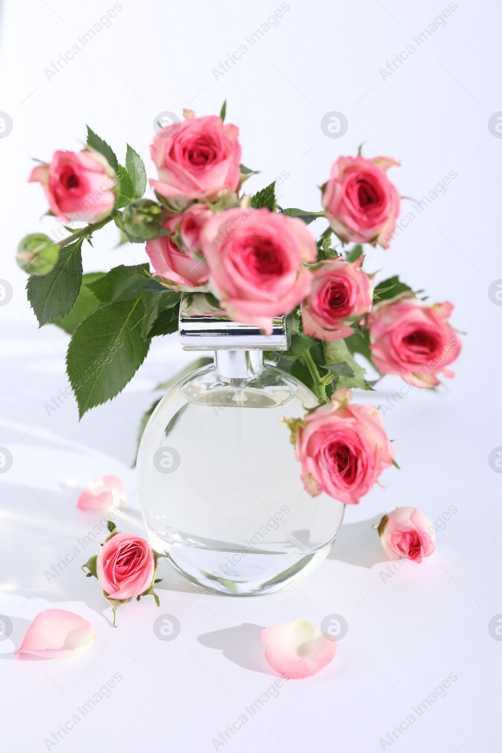 Photo of Bottle of luxury perfume and beautiful roses on white background. Floral fragrance