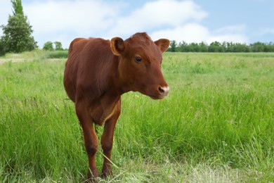 Photo of Cute brown calf on beautiful green pasture