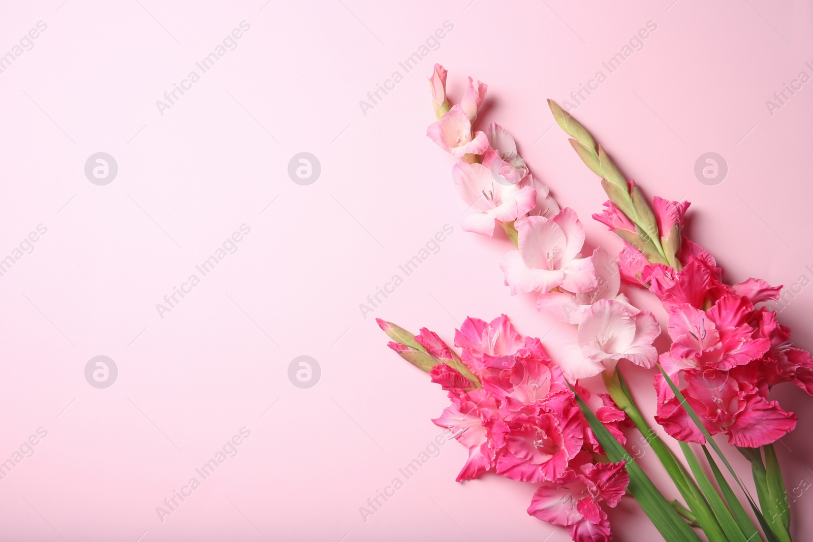 Photo of Flat lay composition with beautiful gladiolus flowers on color background