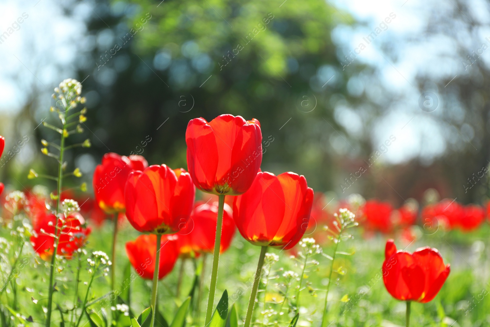 Photo of Blossoming tulips outdoors on sunny spring day