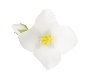 Photo of Beautiful jasmine flower and bud isolated on white