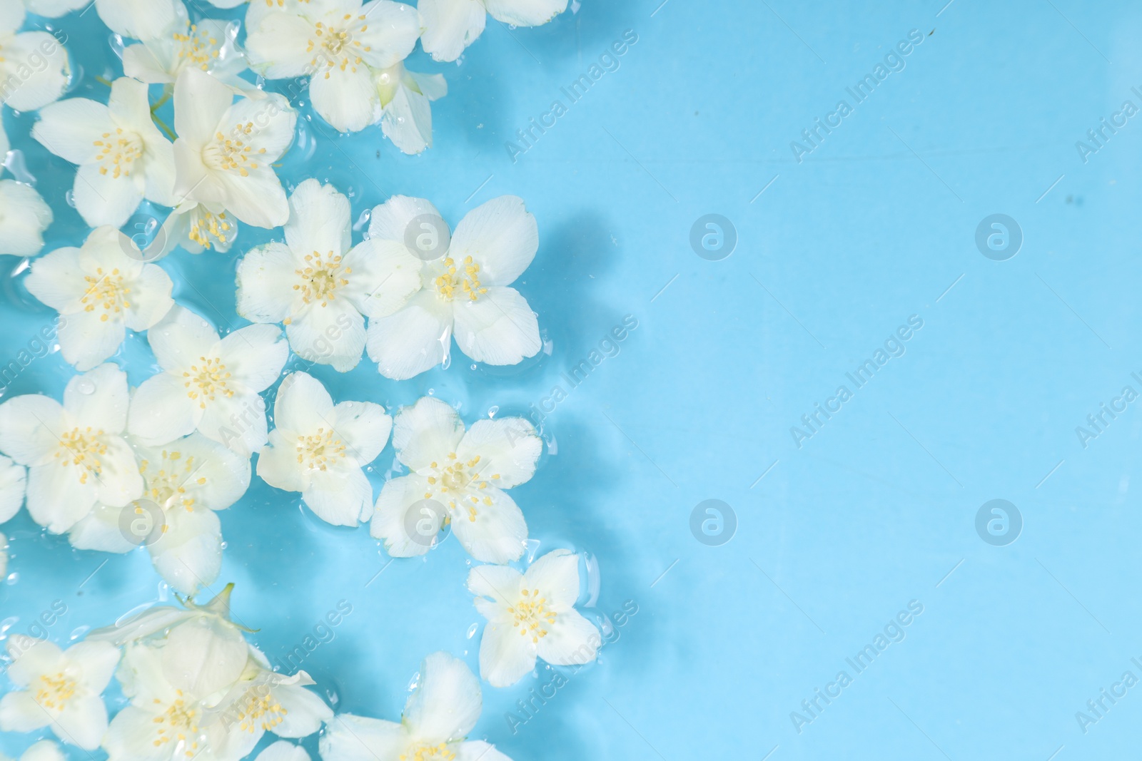 Photo of Beautiful jasmine flowers in water on light blue background, top view. Space for text