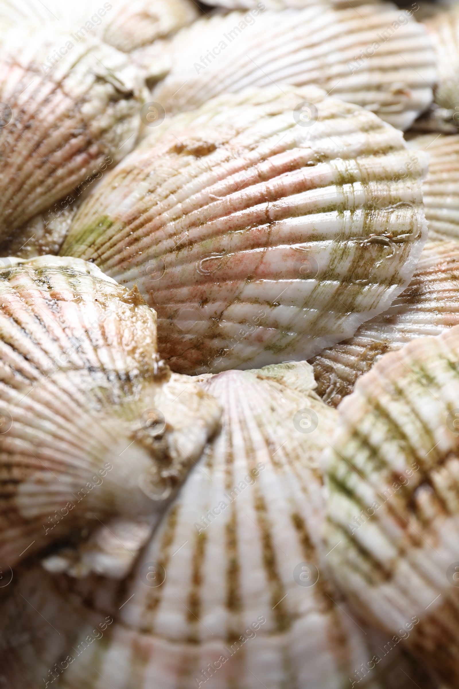 Photo of Fresh raw scallops in shells as background, closeup