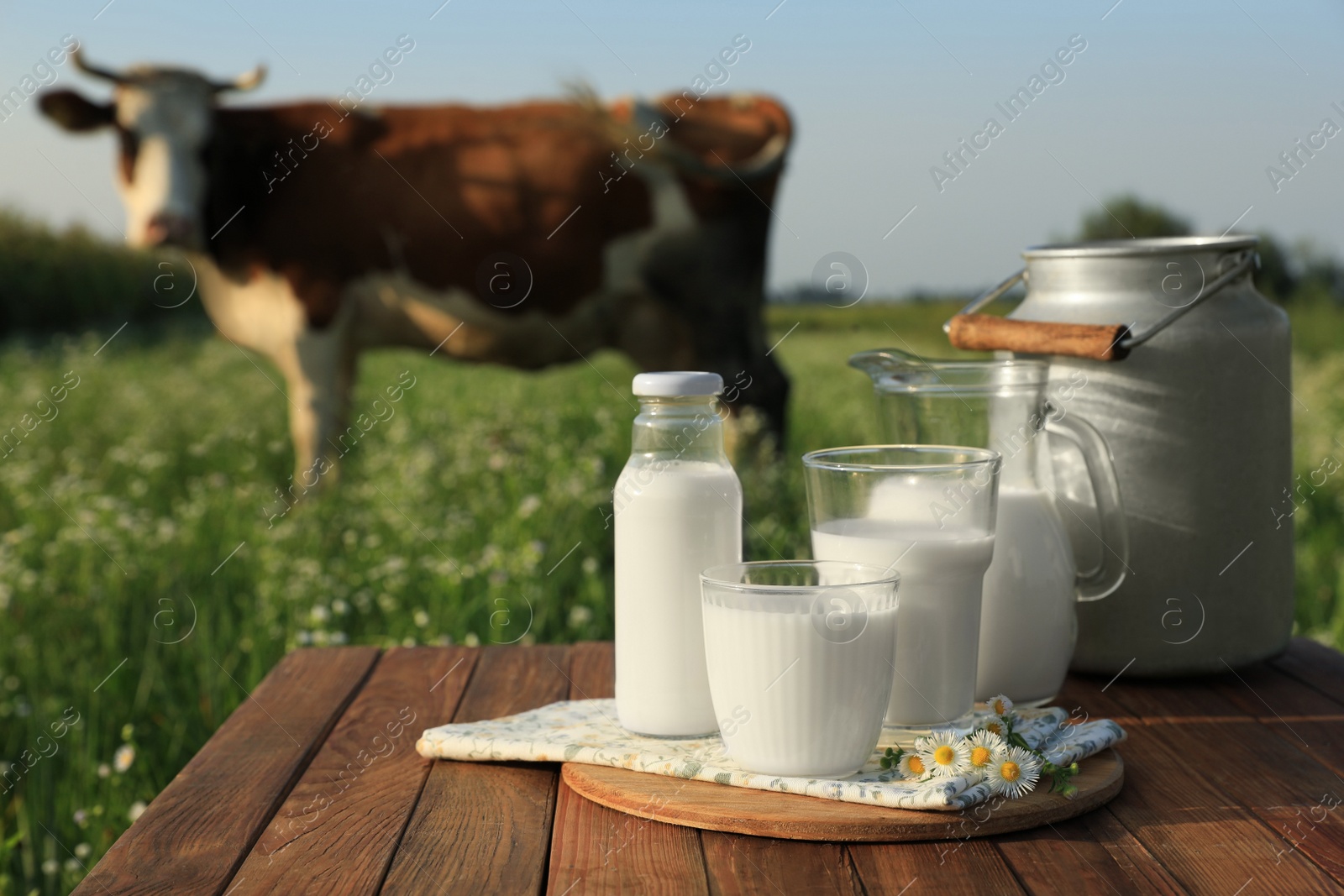 Photo of Milk with camomiles on wooden table and cow grazing in meadow