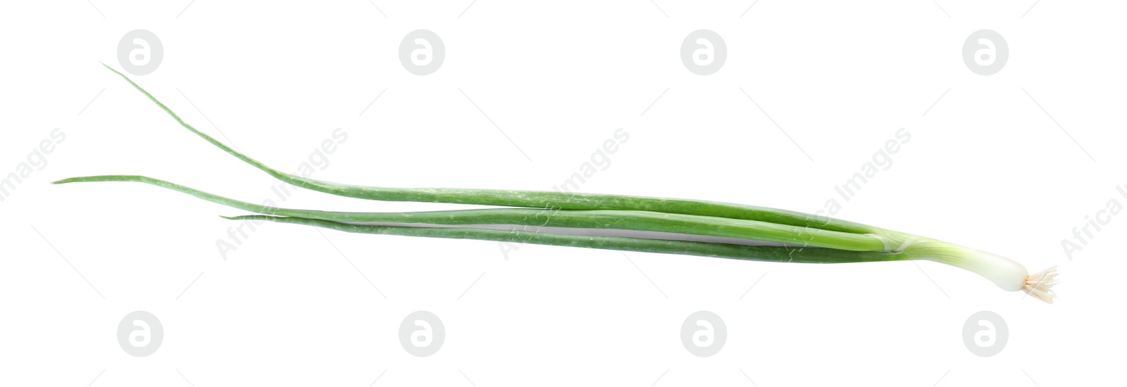 Photo of Fresh ripe green onion on white background