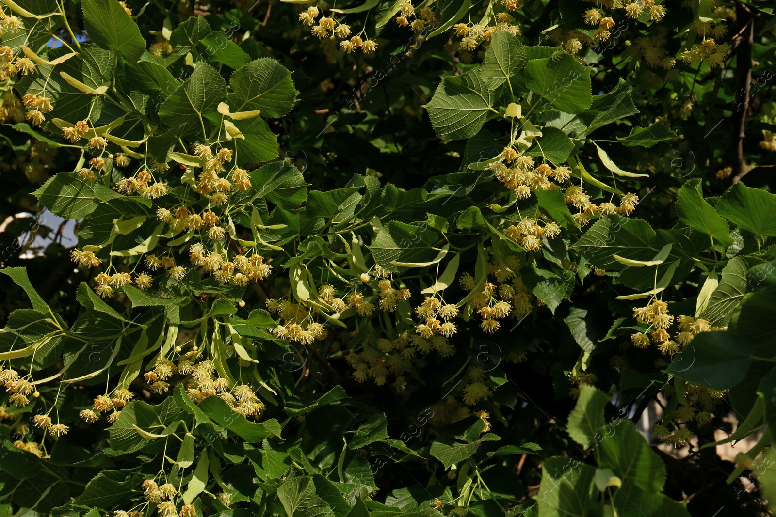 Photo of Beautiful linden tree with blossoms and green leaves outdoors