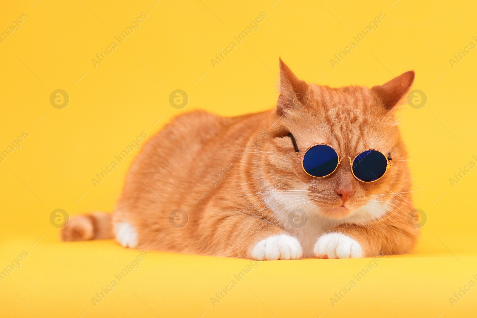 Photo of Cute ginger cat in stylish sunglasses on yellow background