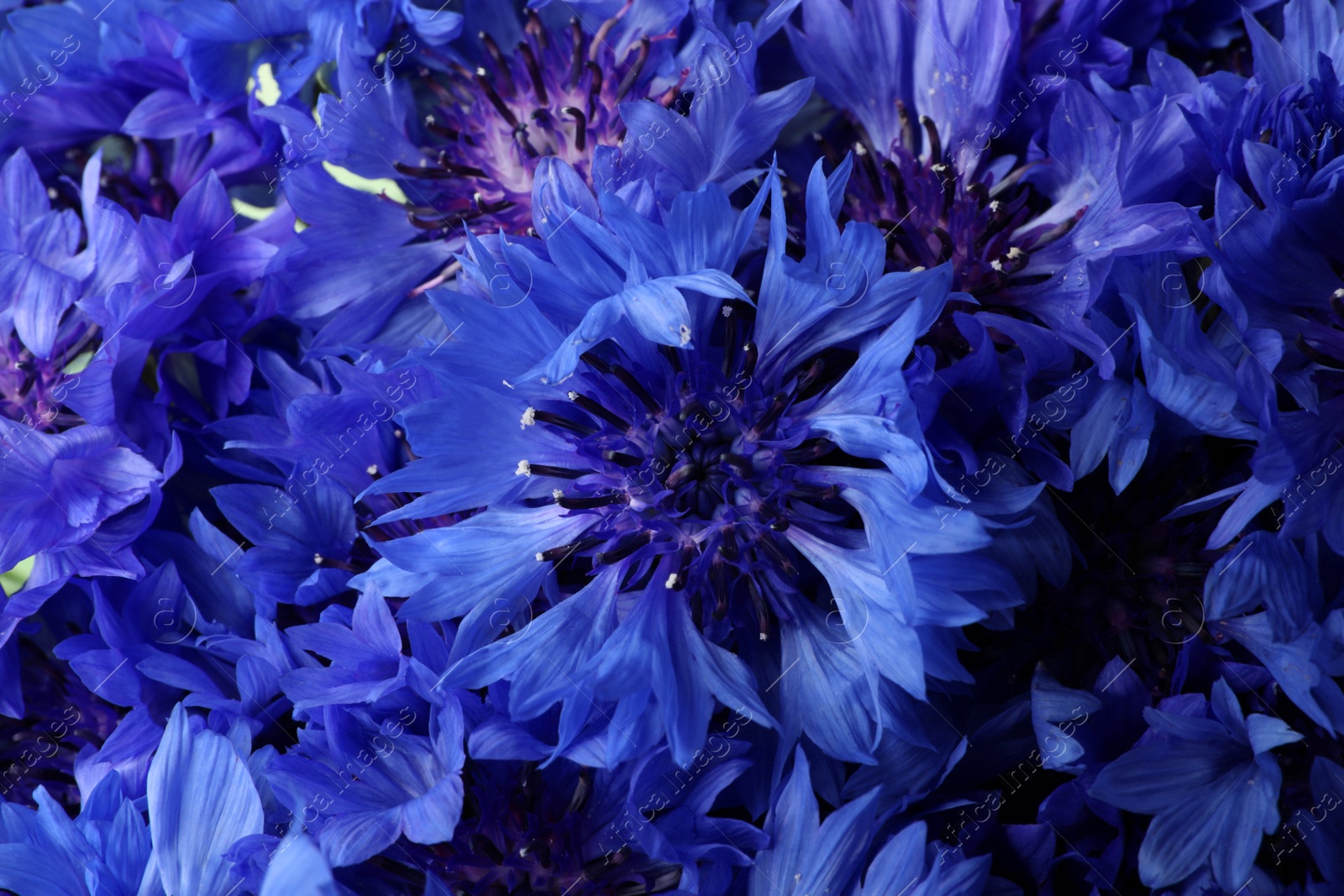 Photo of Beautiful bright blue cornflowers as background, closeup