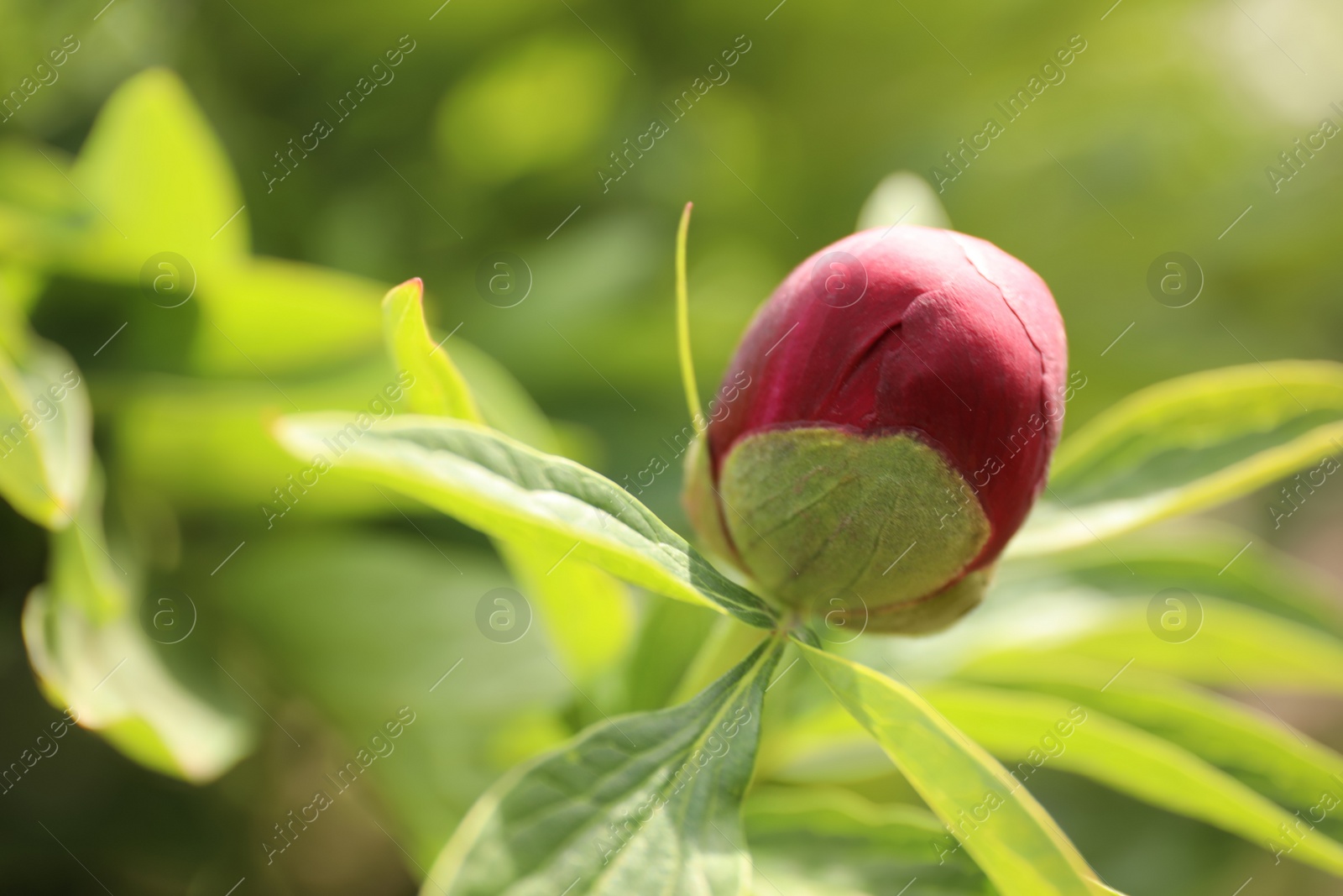 Photo of Beautiful red peony bud outdoors on spring day, closeup