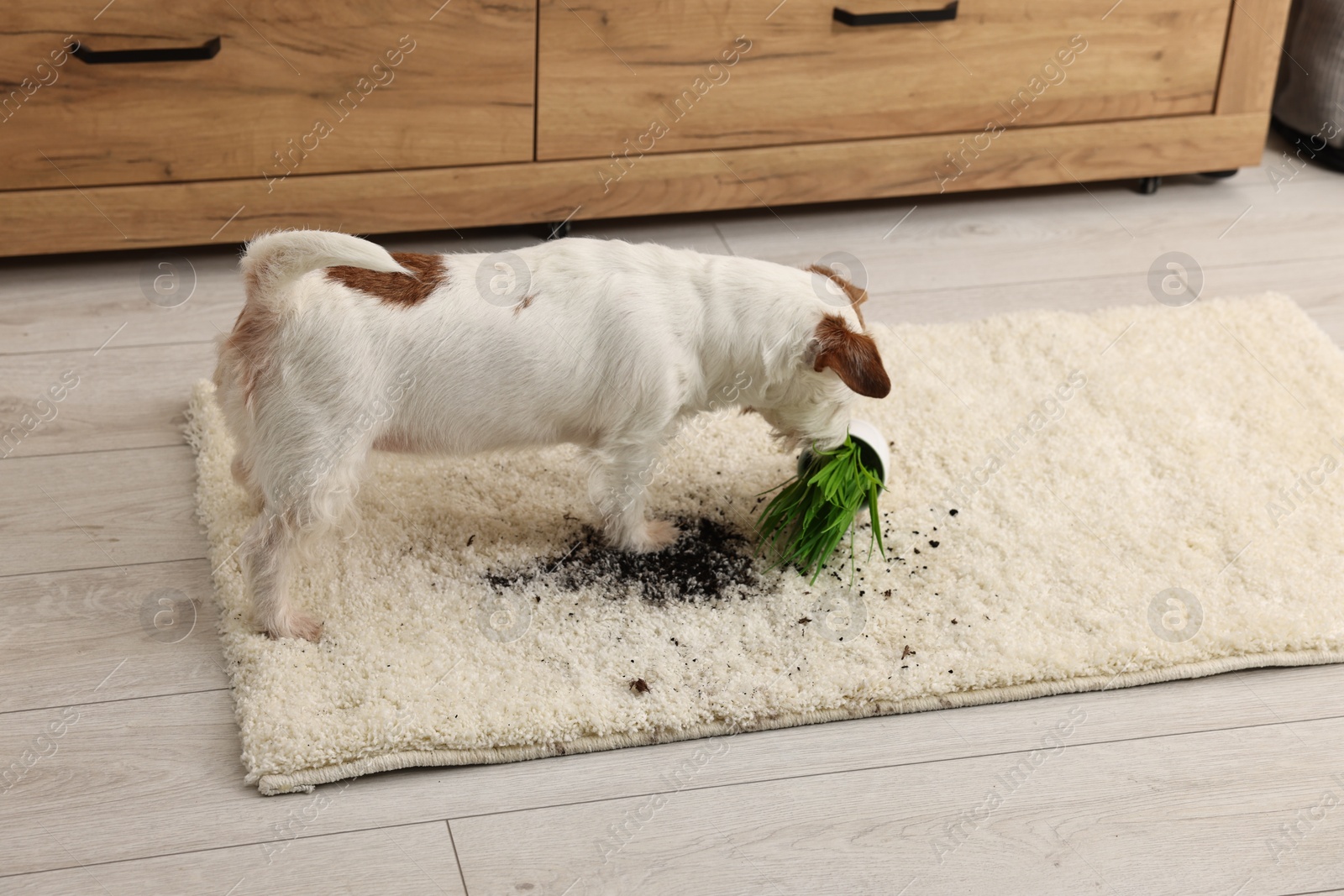 Photo of Cute dog near overturned houseplant on rug indoors