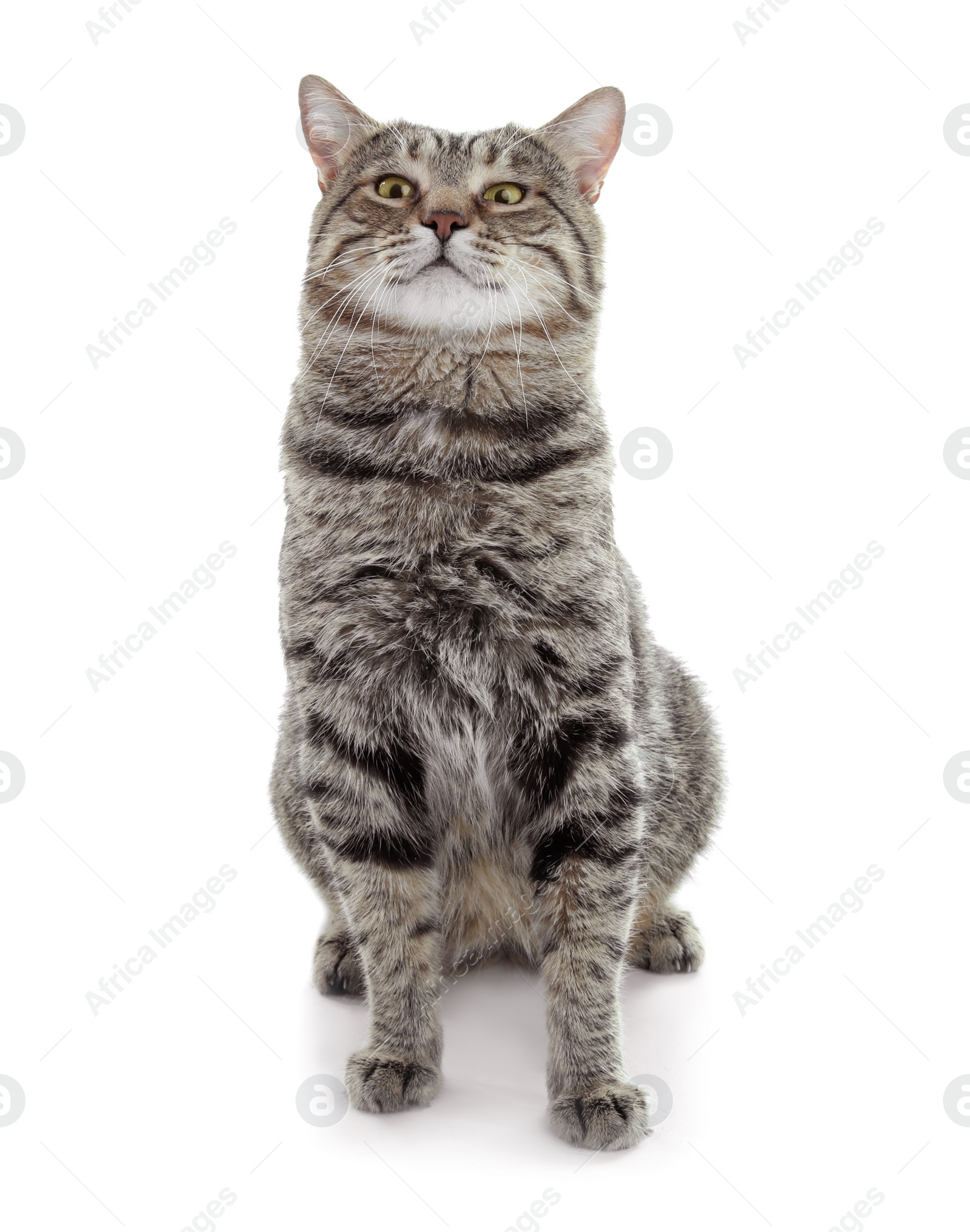 Photo of Cute cat on white background. Lovely pet