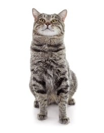 Cute cat on white background. Lovely pet