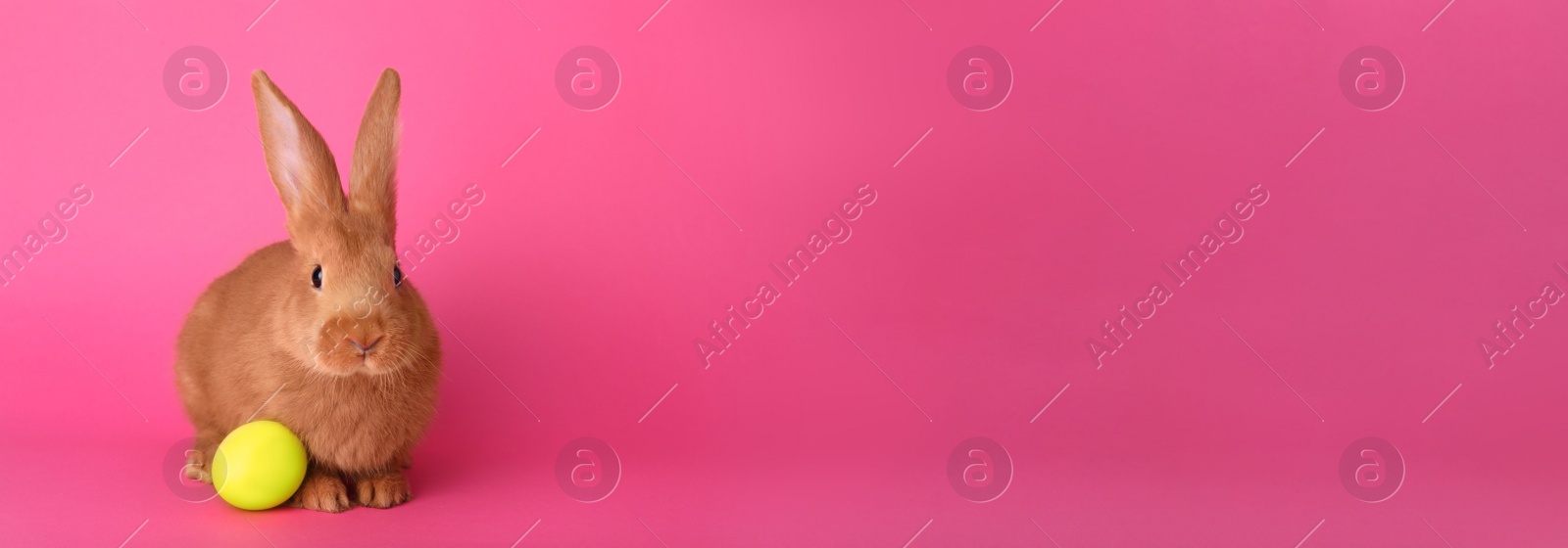 Photo of Cute bunny and Easter egg on pink background, space for text