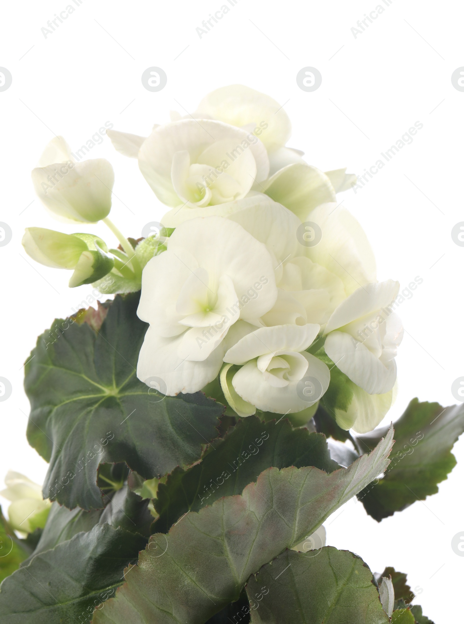 Photo of Beautiful blooming geranium flower on white background