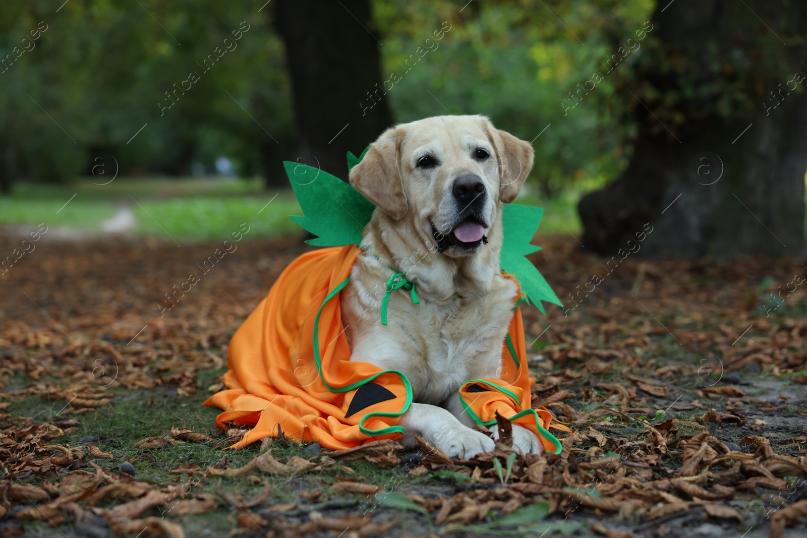 Photo of Cute Labrador Retriever dog wearing Halloween costume lying in autumn park