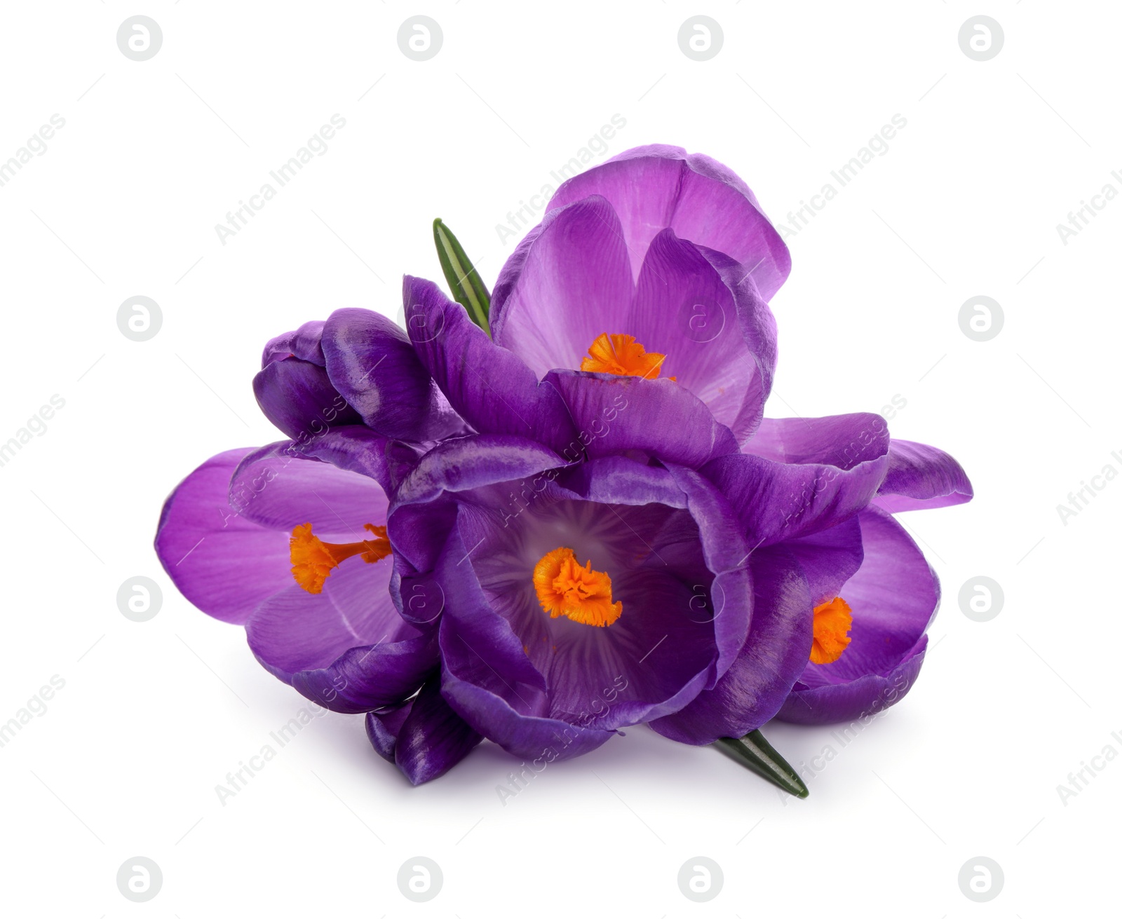 Photo of Beautiful purple crocus flowers on white background