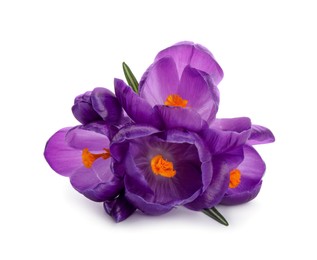 Photo of Beautiful purple crocus flowers on white background