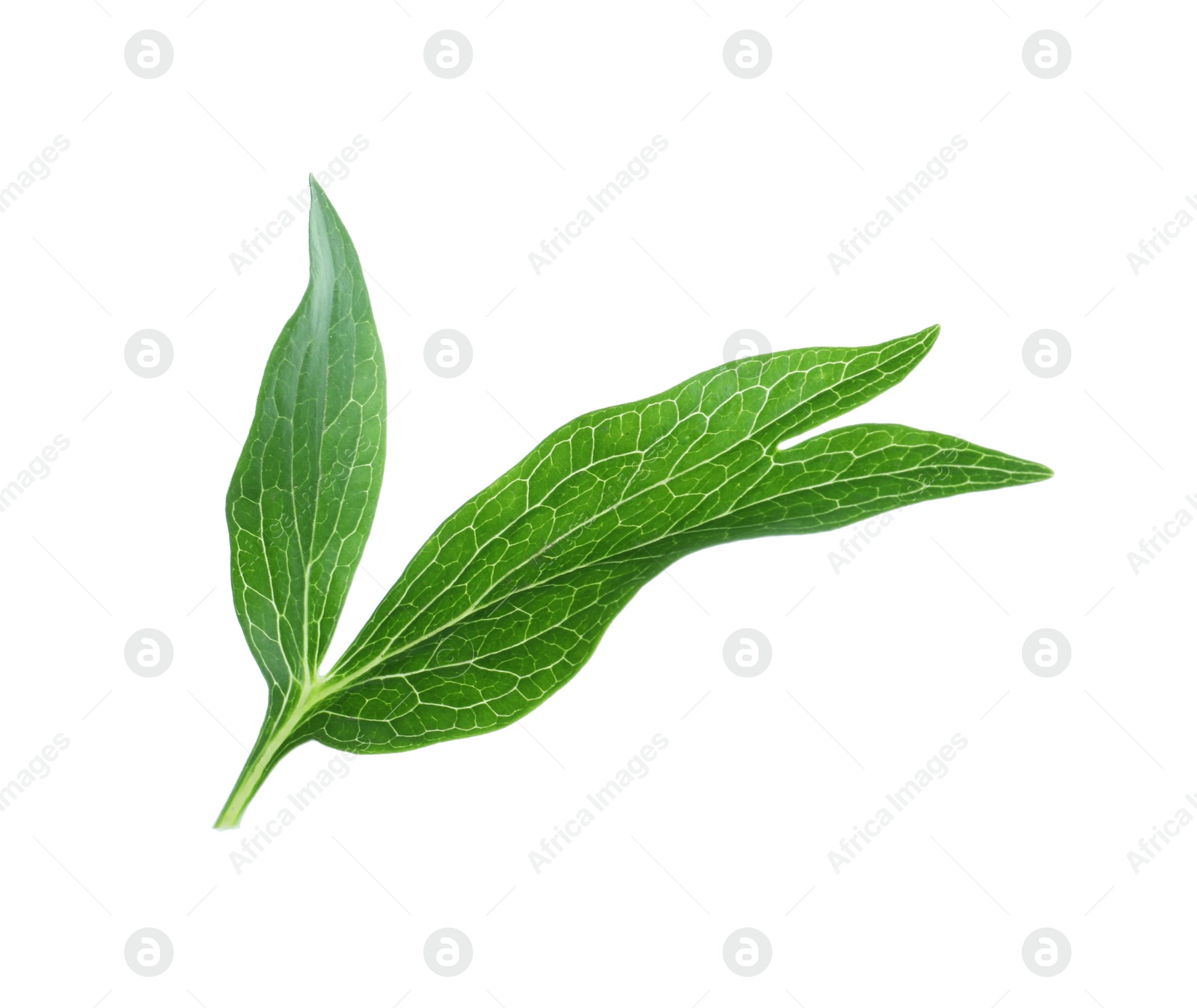 Photo of Fresh leaves of peony plant isolated on white