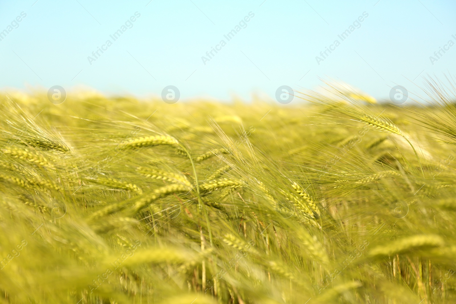 Photo of Wheat field on sunny day. Amazing nature in  summer