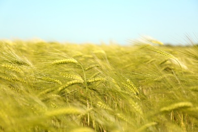 Photo of Wheat field on sunny day. Amazing nature in  summer