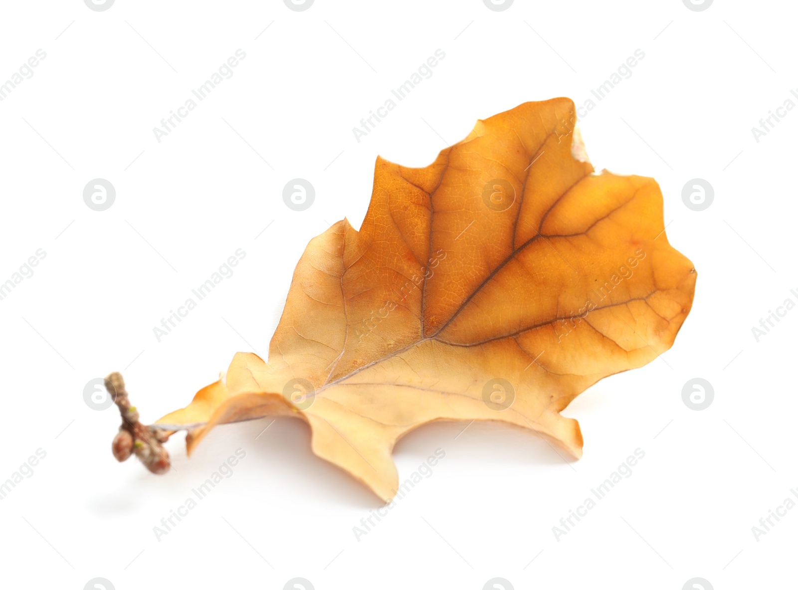 Photo of Beautiful autumn leaf on white background. Fall foliage