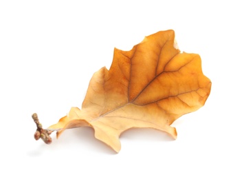 Beautiful autumn leaf on white background. Fall foliage