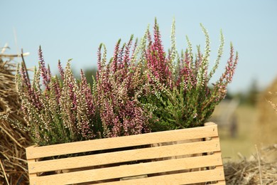 Photo of Beautiful heather flowers in crate on hay outdoors