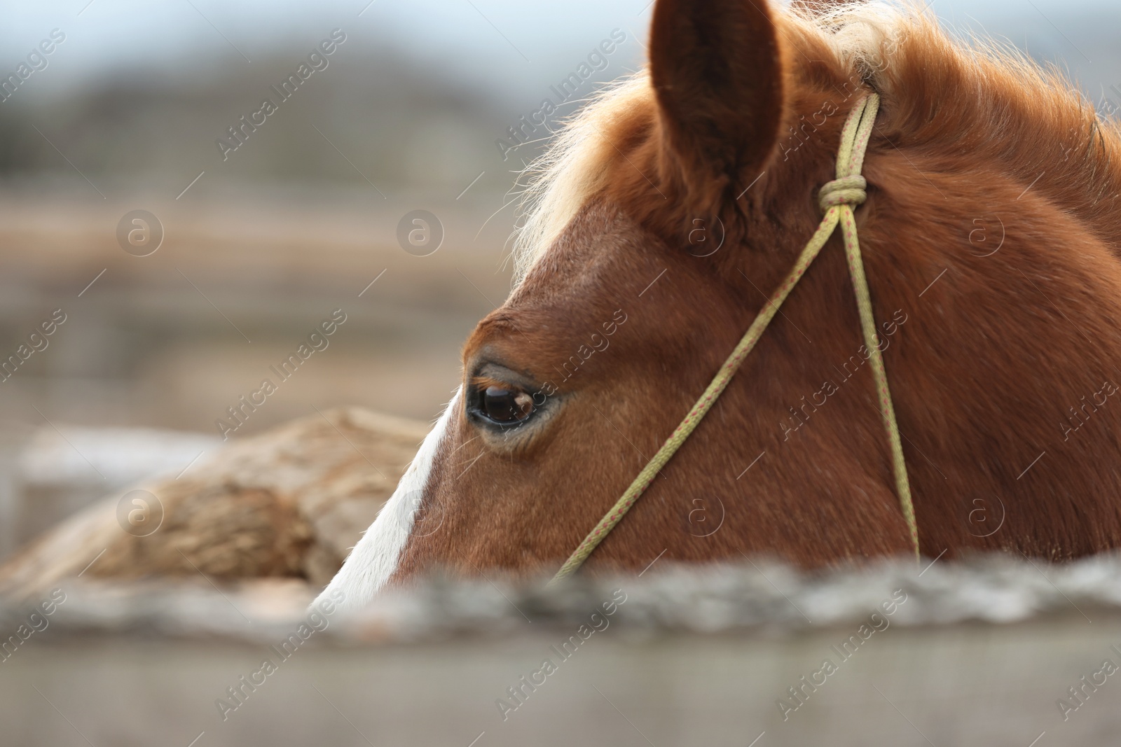 Photo of Adorable chestnut horse in outdoor stable, closeup. Lovely domesticated pet