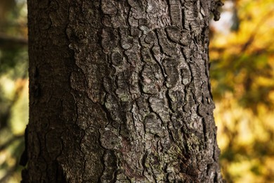 Texture of bark on tree trunk outdoors, closeup