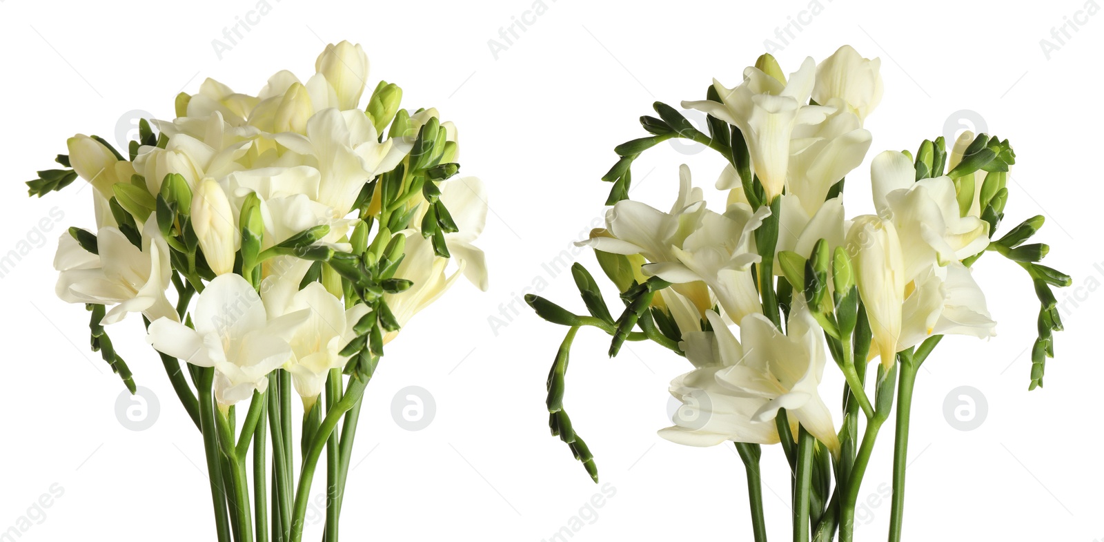 Image of Set with beautiful fragrant freesia flowers on white background. Banner design