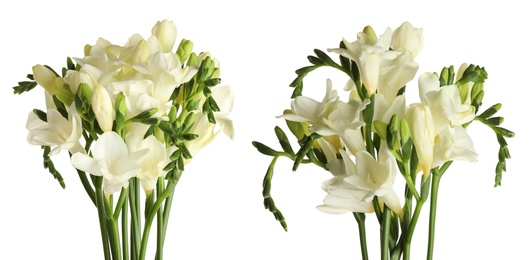 Set with beautiful fragrant freesia flowers on white background. Banner design