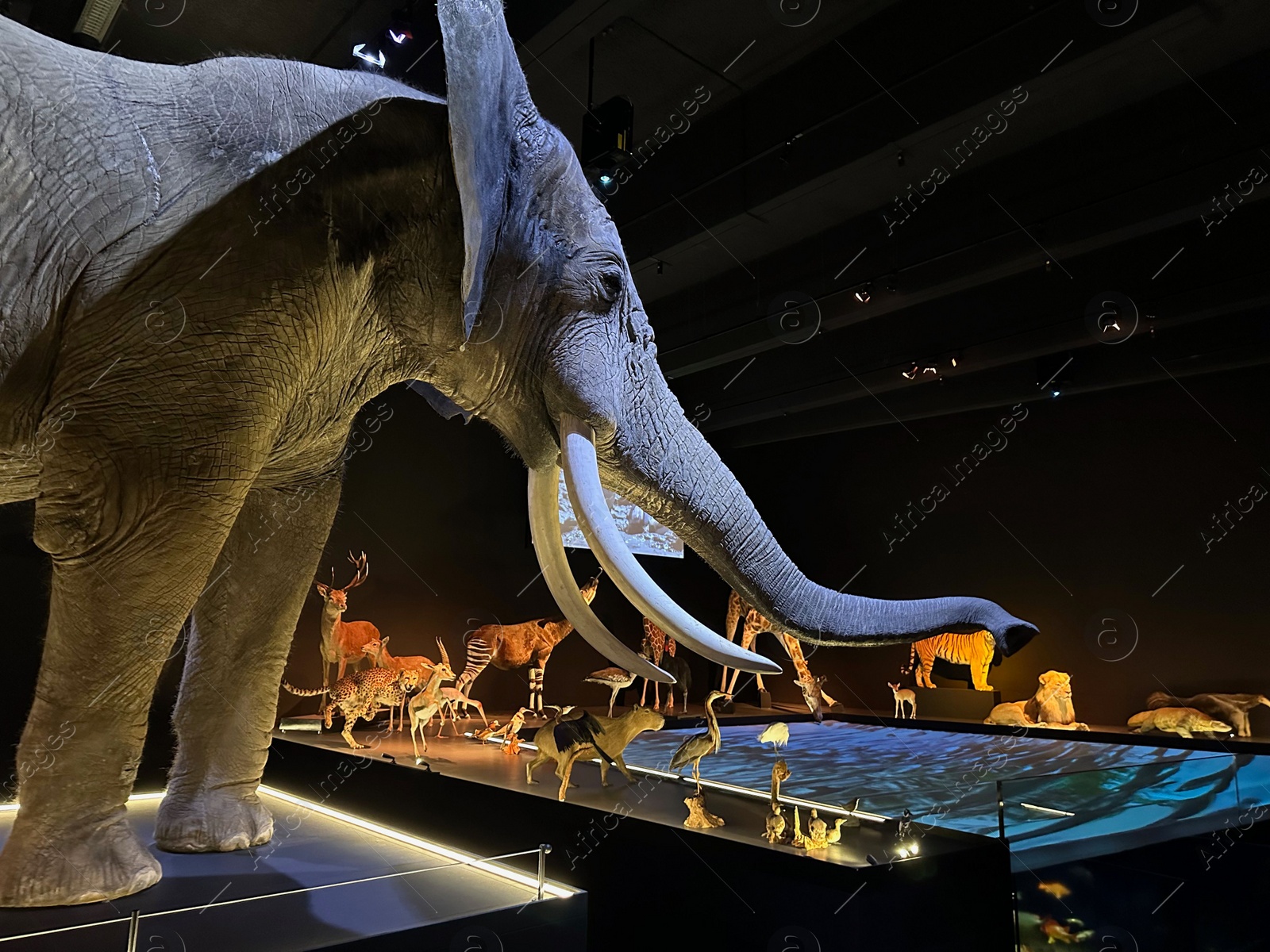 Photo of Leiden, Netherlands - November 19, 2022: Museum exhibition with big elephant and different stuffed animals. Environmental education