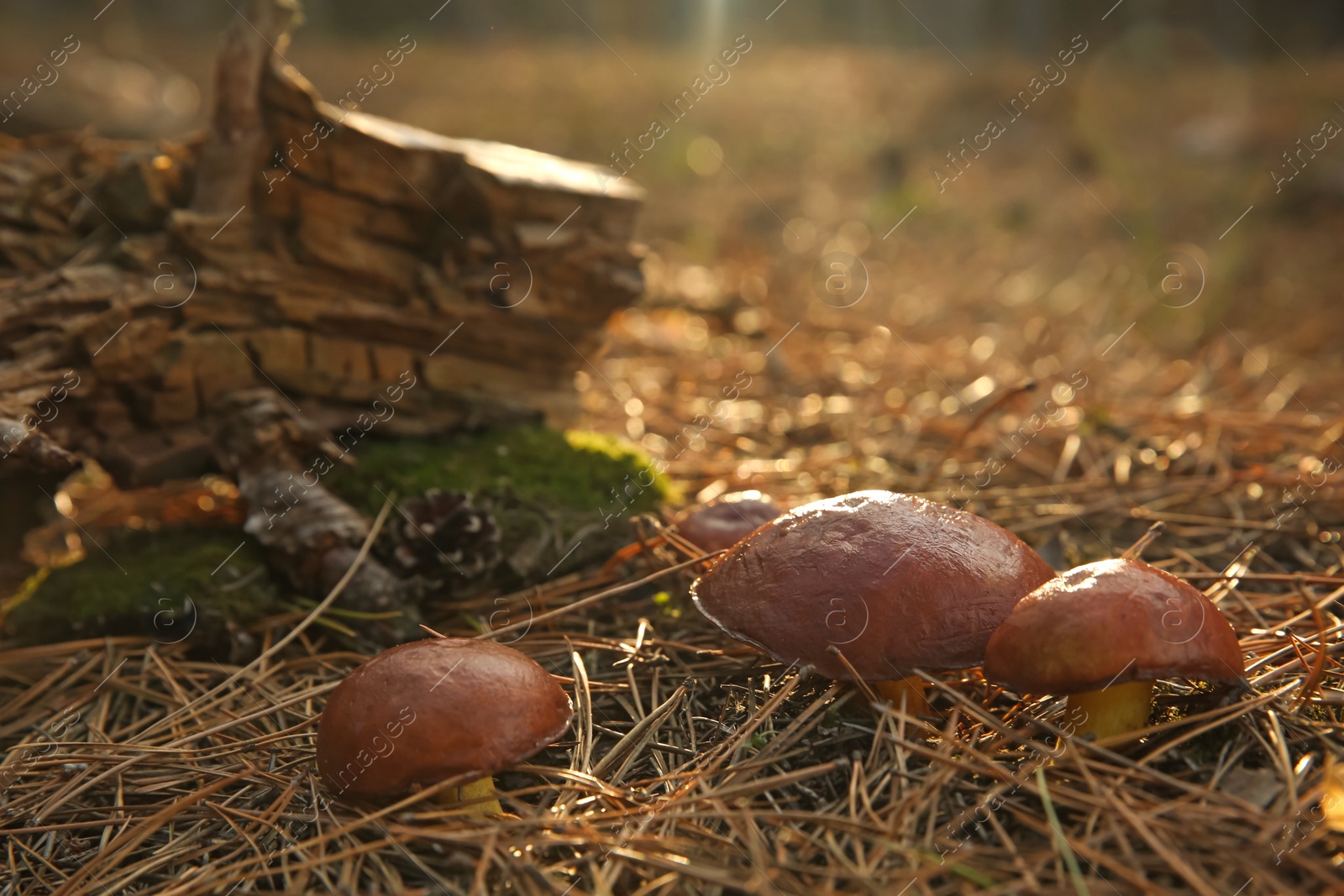 Photo of Brown boletus mushrooms growing in forest, closeup