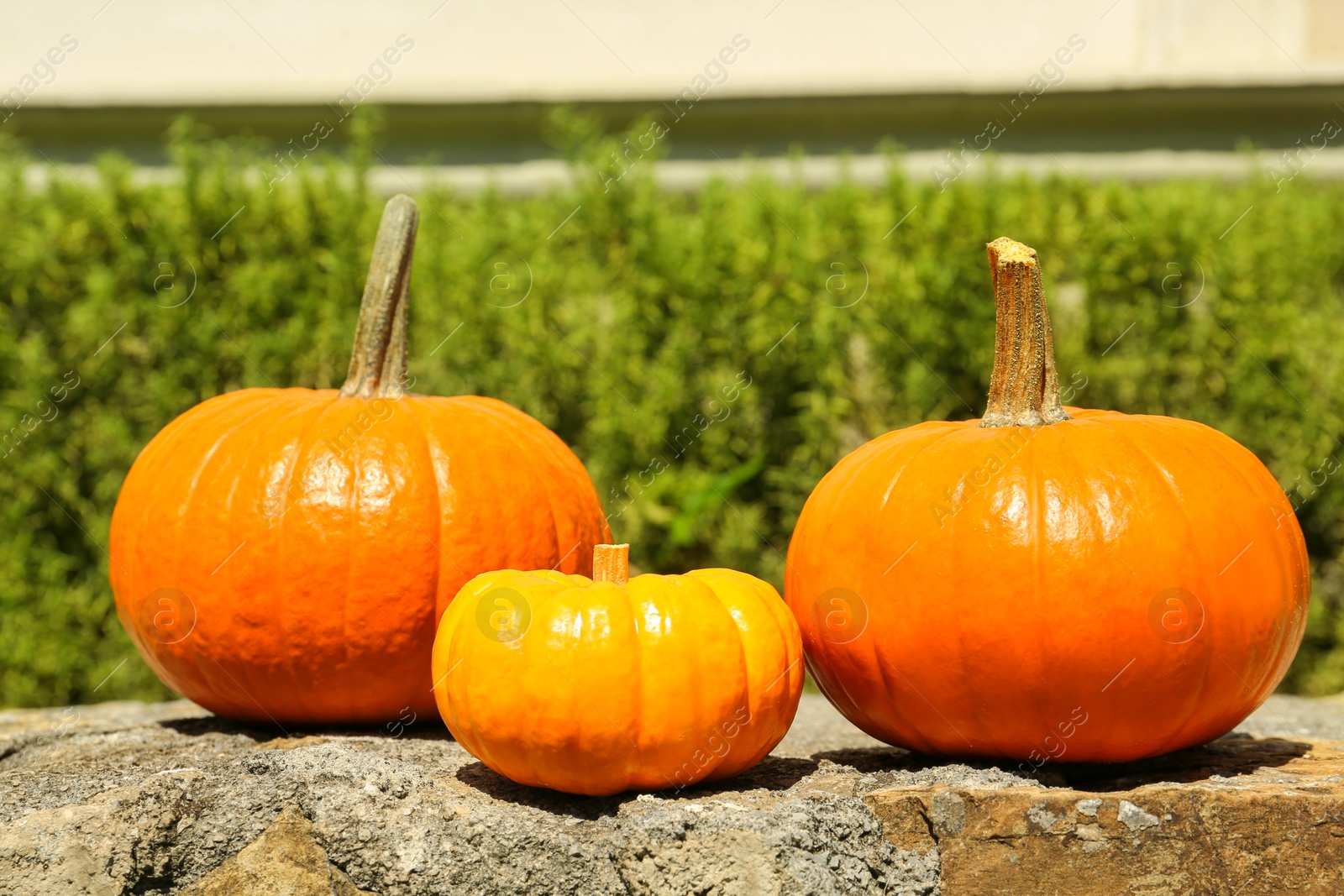 Photo of Ripe orange pumpkins on stone surface in garden