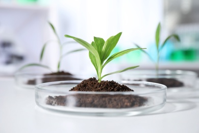 Green plants in Petri dishes on table in laboratory. Biological chemistry