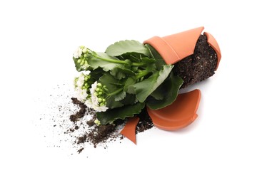 Broken terracotta flower pot with soil and kalanchoe plant on white background
