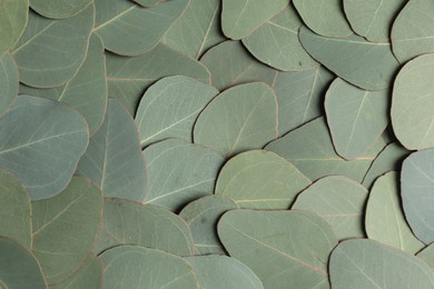 Photo of Fresh green leaves of eucalyptus as background, top view