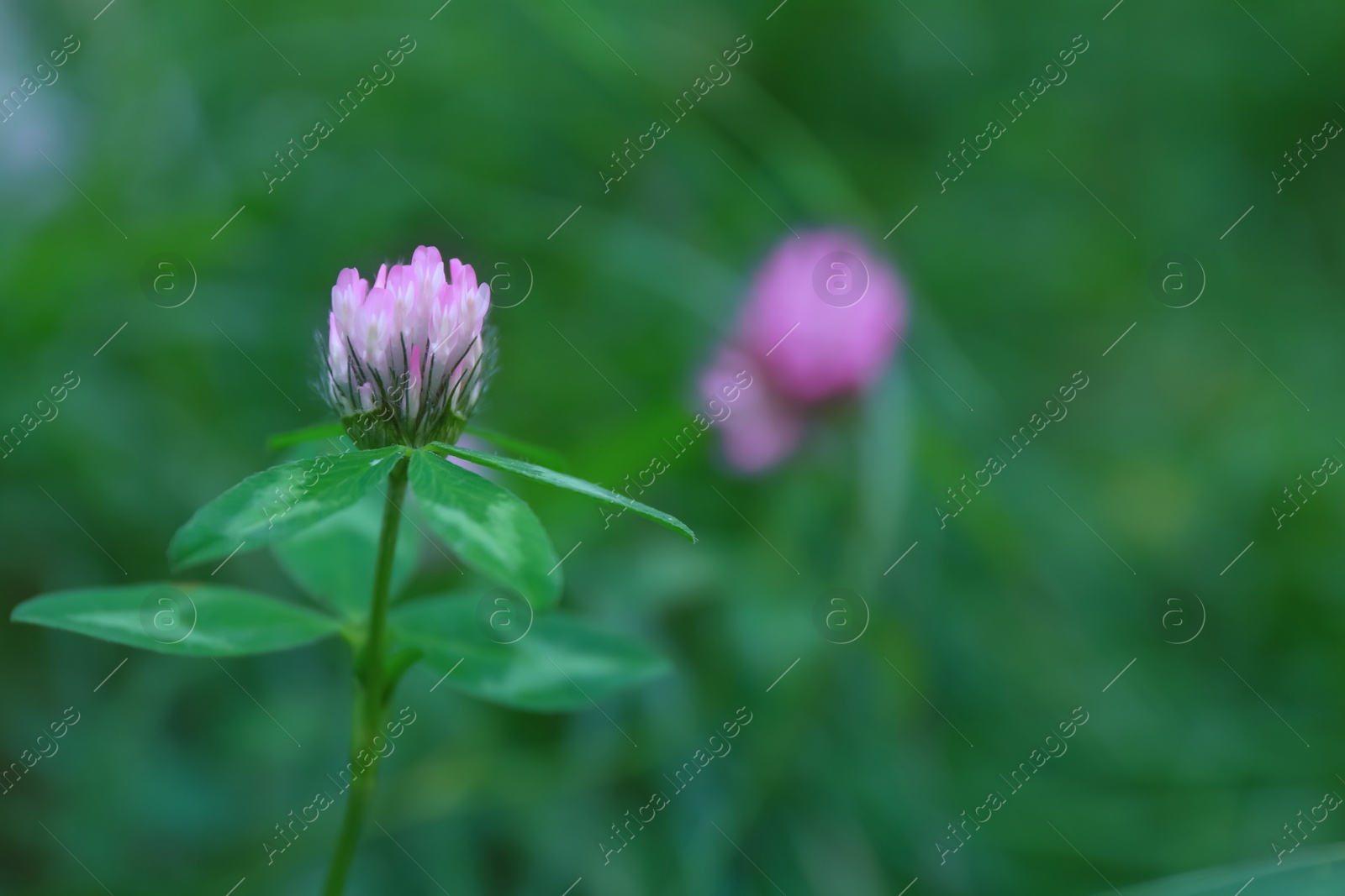 Photo of Beautiful violet clover flower on blurred background, closeup. Space for text