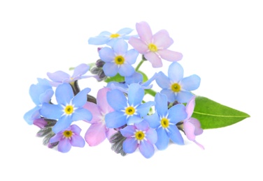 Photo of Amazing spring forget-me-not flowers on white background