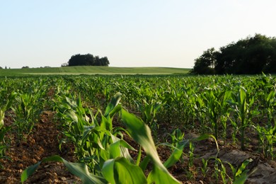 Photo of Beautiful agricultural field with green corn plants on sunny day