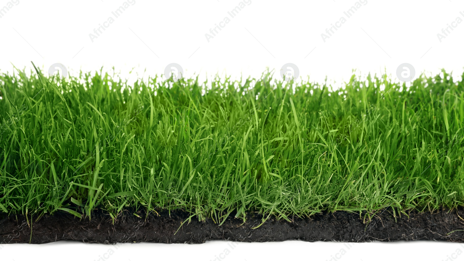 Photo of Soil with green grass on white background
