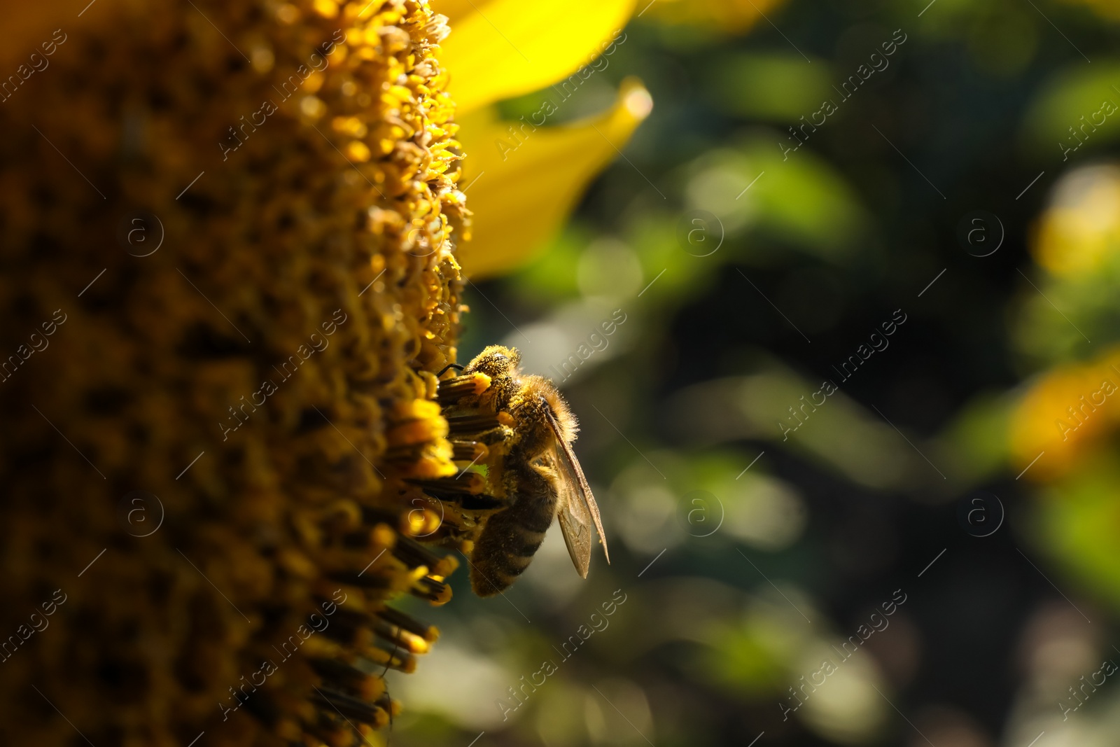 Photo of Honeybee collecting nectar from sunflower outdoors, closeup. Space for text