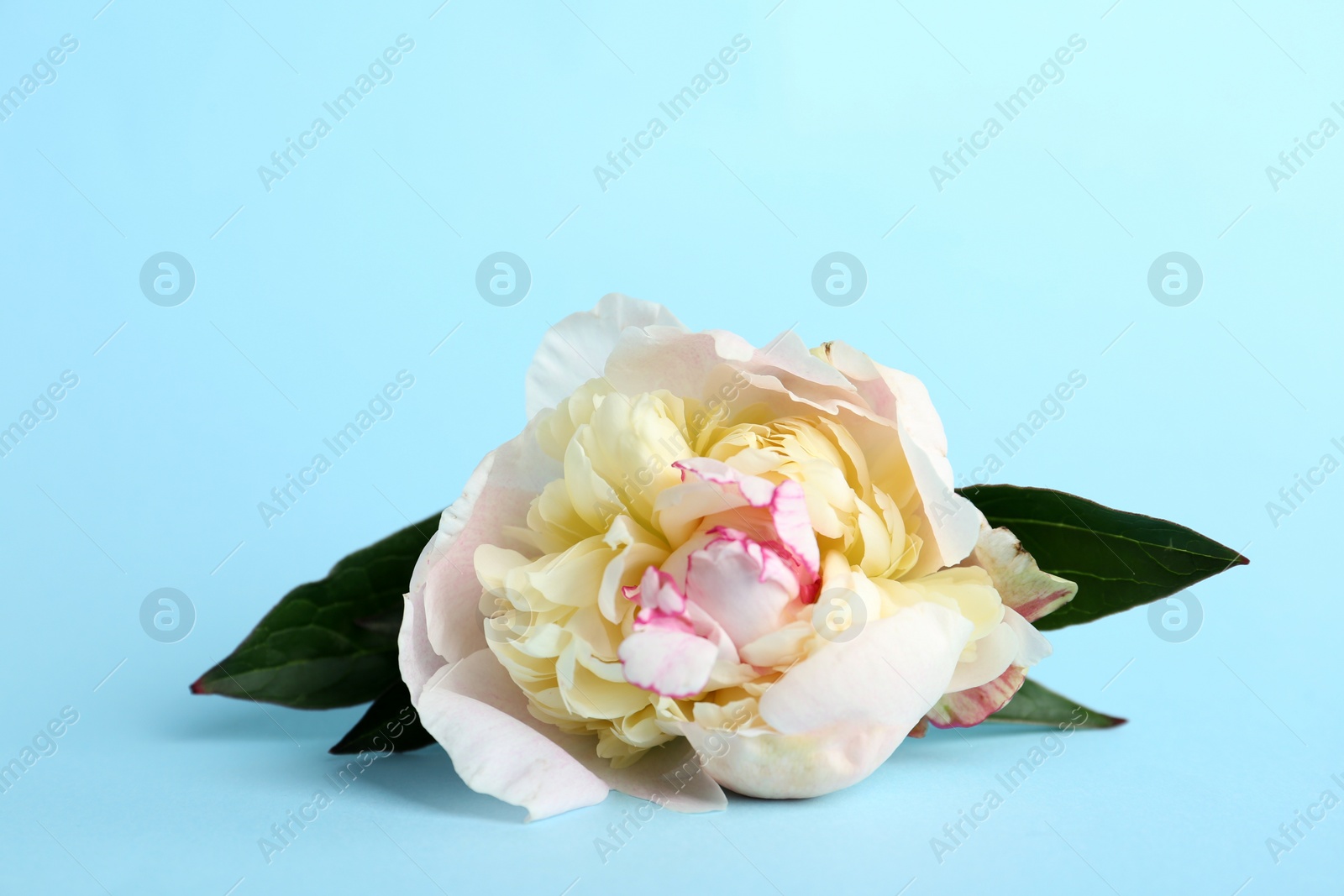 Photo of Beautiful white peony flower on light blue background