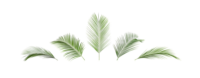 Image of Set of tropical leaves on white background. Banner design