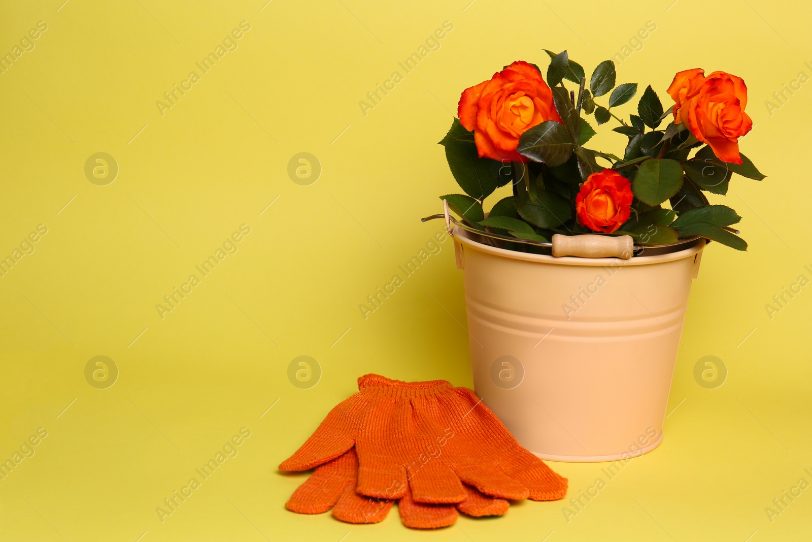 Photo of Gardening gloves and bucket with beautiful roses on yellow background. Space for text